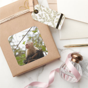 Sticker Carré Photographie de singe capucin à visage blanc