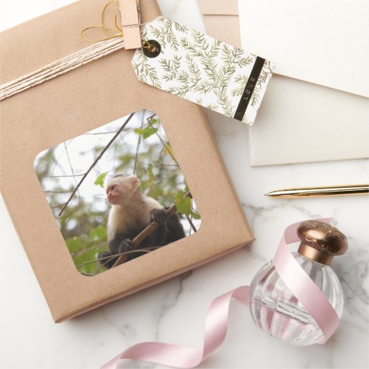 Sticker Carré Photographie de singe capucin à visage blanc (Cadeaux)