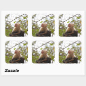 Sticker Carré Photographie de singe capucin à visage blanc (Feuille)