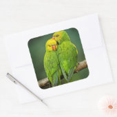 Sticker Carré Photographie Inséparable de Green Parrots (Enveloppe)