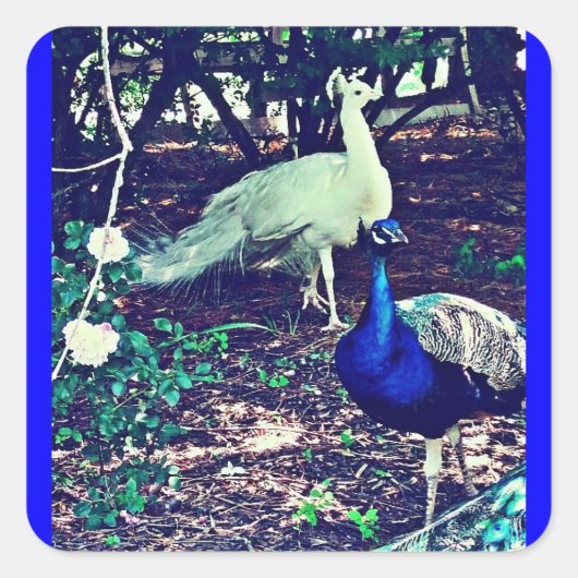 Sticker Carré Pics vintages (Devant)