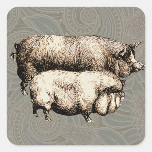 Sticker Carré Pig Farm Pays Antique Illustration Art