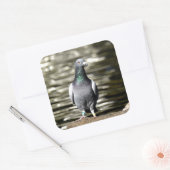 Sticker Carré Pigeon (Enveloppe)