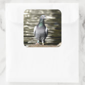 Sticker Carré Pigeon (Sac)