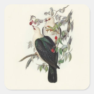 Sticker Carré Pigeon à tête blanche,