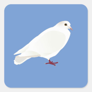Sticker Carré Pigeon blanc (colombe)