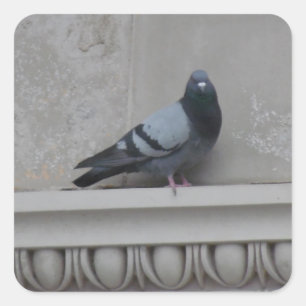 Sticker Carré Pigeon dans la ville