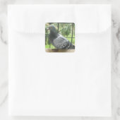 Sticker Carré Pigeon parfait (Sac)
