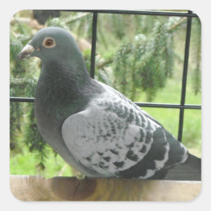 Sticker Carré Pigeon parfait