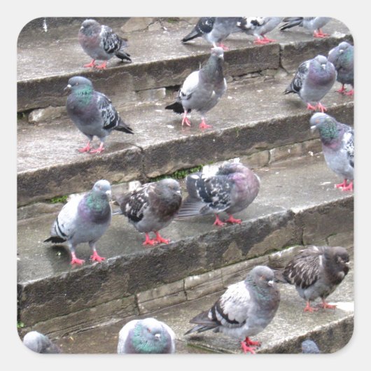 Sticker Carré Pigeons (Devant)
