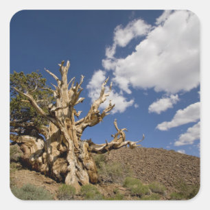 Sticker Carré Pin Bristlecone dans l'Ancient Bristlecone Forest,