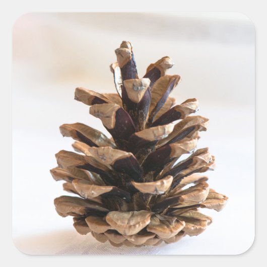 Sticker Carré Pinecone (Devant)