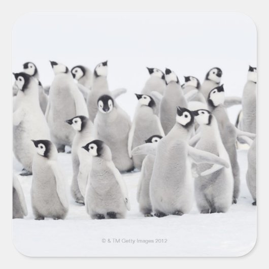 Sticker Carré Pingouin (Devant)
