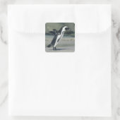 Sticker Carré Pingouin africain (Sac)