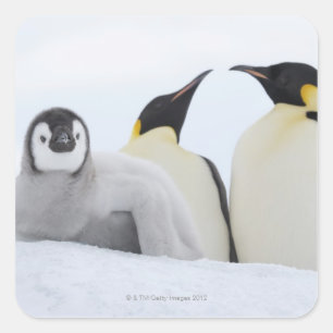 Sticker Carré Pingouin d'empereur (forsteri d'Aptenodytes)