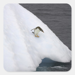 Sticker Carré Pingouin Gentoo Pygoscelis papua) debout