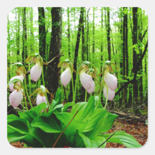 Sticker Carré Pink Lady Slipper sauvage orchidée