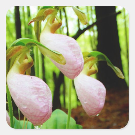 Sticker Carré Pink Lady Slipper sauvage orchidée (Devant)