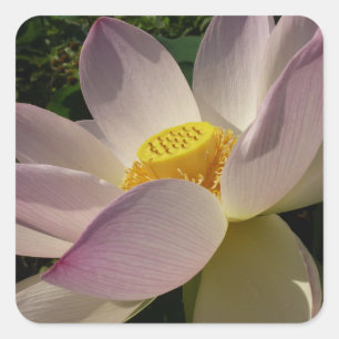 Sticker Carré Pink Lotus Flower III Summer Floral
