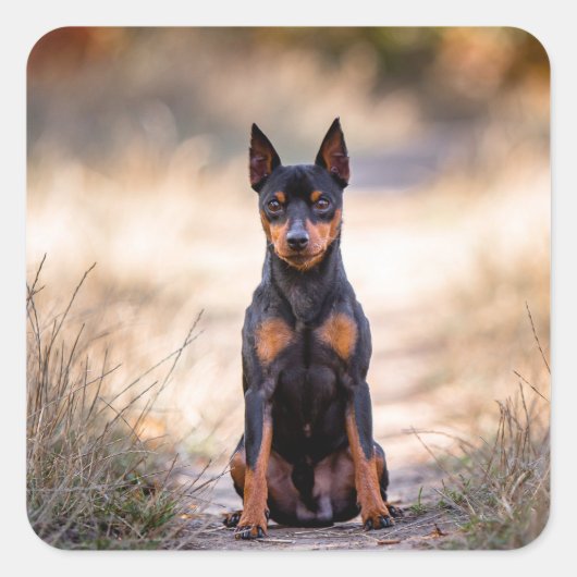 Sticker Carré Pinscher Nain Assis (Devant)