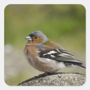 Sticker Carré Pinson des arbres mâle (SAUVAGE: Fringilla coelebs