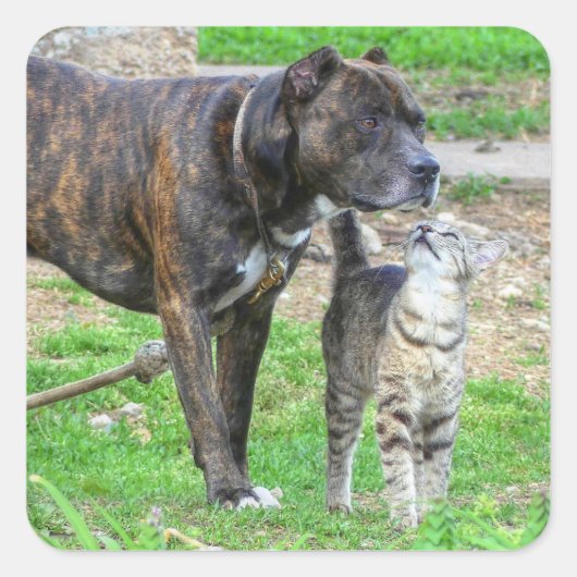 Sticker Carré Pit Bull et Cat (Devant)