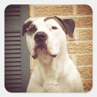 Sticker Carré Pit Bull T-Bone