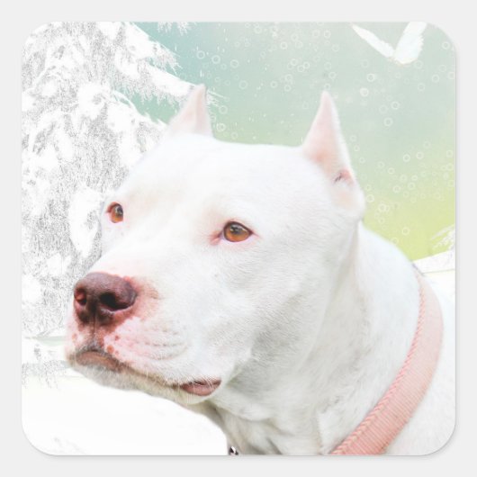 Sticker Carré Pitbull blanc en hiver (Devant)