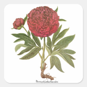 Sticker Carré Pivoines anciennes, Fleurs de pivoine par Basilius