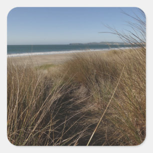 Sticker Carré Plage de Limantour à Point Reyes National Seashore