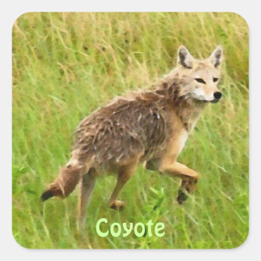Sticker Carré Plaines Coyote Faune Art animal (Devant)