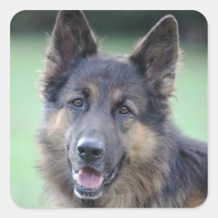 Sticker Carré plan rapproché d'un visage de chien