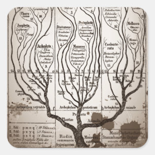 Sticker Carré Plantae Protista Animalia