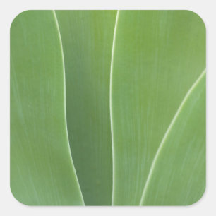 Sticker Carré Plante d'Agave de près