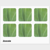 Sticker Carré Plante d'Agave de près (Feuille)