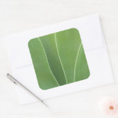 Sticker Carré Plante d'Agave de près (Enveloppe)