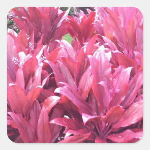 Sticker Carré Plante de congé de Ti d'Hawaï