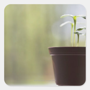 Sticker Carré Plantes de tournesol poussant dans le pot