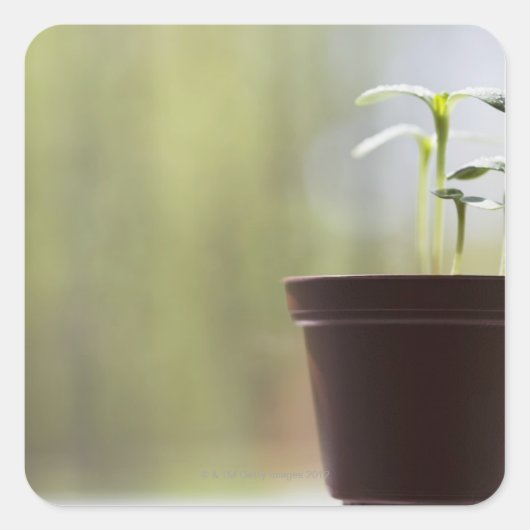 Sticker Carré Plantes de tournesol poussant en pot (Devant)