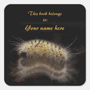 Sticker Carré Plaque d'emballage Hickory Tussock Caterpillar