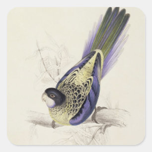 Sticker Carré Platycercus Brownii, ou Parrakeet Brown (Plaque 2
