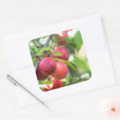 Sticker Carré Plum cerise sur branche (Enveloppe)