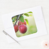 Sticker Carré Plum cerise sur branche (Enveloppe)