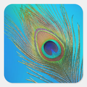 Sticker Carré Plume de queue de paon