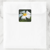 Sticker Carré Plumeria blanche Frangipani Hawaii (Sac)