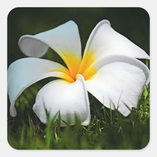 Sticker Carré Plumeria blanche Frangipani Hawaii (Devant)