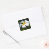 Sticker Carré Plumeria blanche Frangipani Hawaii (Enveloppe)