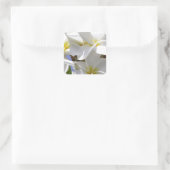 Sticker Carré Plumeria Fleurs tropicales (Sac)