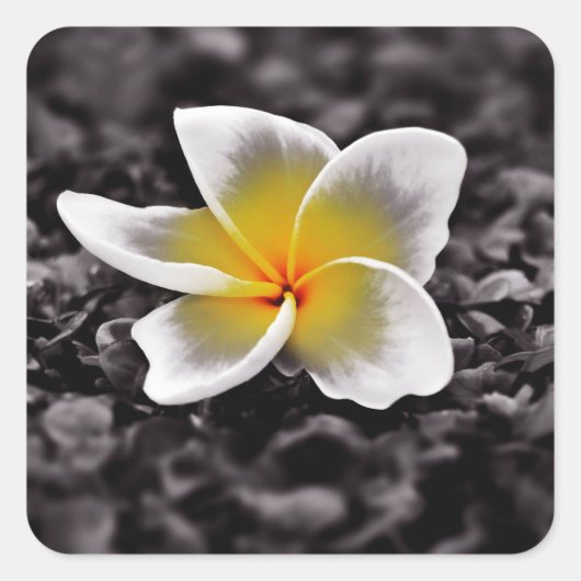 Sticker Carré Plumeria Frangipani Hawaii (Devant)