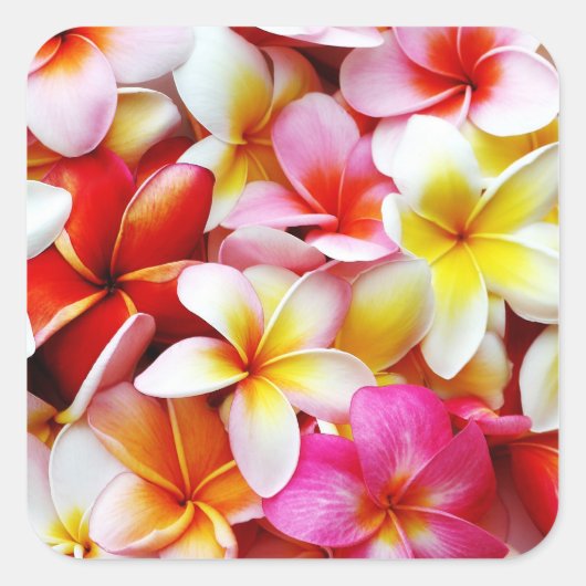 Sticker Carré Plumeria Frangipani Hawaii Fleur Customisée (Devant)